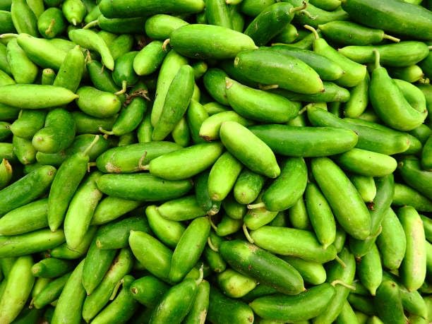Pencil ivy gourd plant stem pack of 5 (B0CKBWDYWS) Amazon Price History, Amazon Price Tracker