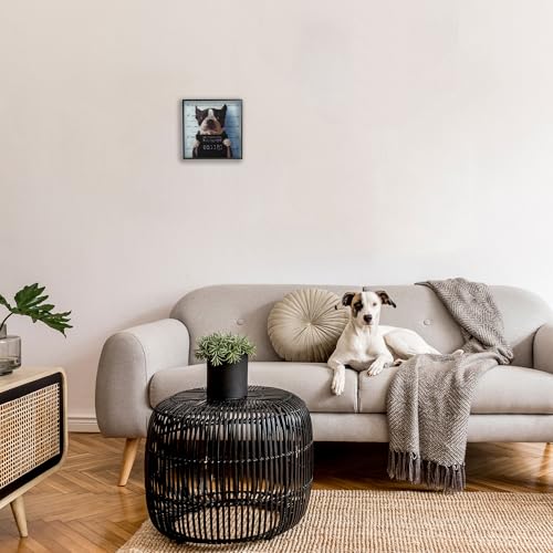 Image of 'Boston Terrier Jail Convicted Mugshot'| Framed Giclee Art | Stupell Industries | Black, 12 x 12 Inches, Easy to Hang and Sturdy, Made in USA, by Lucia Heffernan