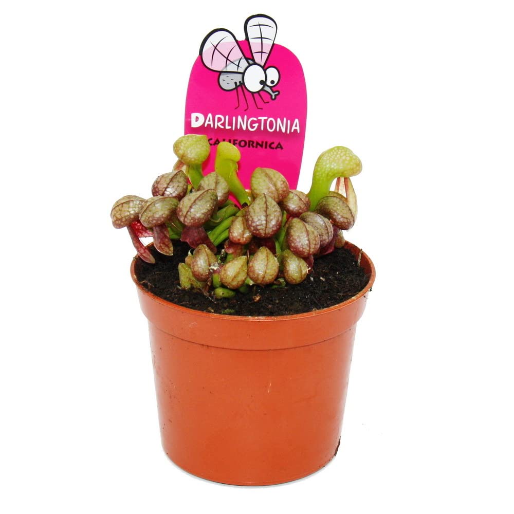 Exotenherz - Fleischfressende Pflanze - Kobralilie - Darlingtonia californica - 9cm Topf - RaritätL8