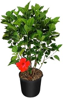 Hibiscus Natural Árbol de Hoja Perenne con Flores de Coloración Roja