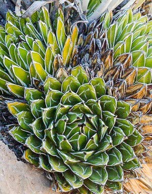 Amazon｜【種子】Agave Victoriae-Reginae Swobodae Compacta ◇アガベ