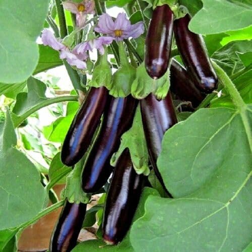 Buy4seeds 20 Italian Long Purple Aubergine Seeds Grow Easy for Grow Garden