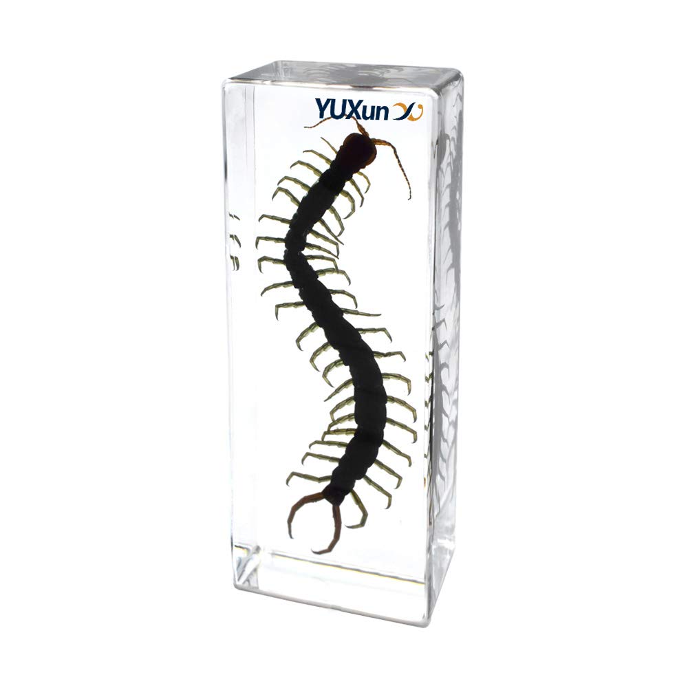 Cherish XT Real Animal Scolopendra subspinipes Centipede Specimen Paperweight Science Classroom Taxidermy for Science Education