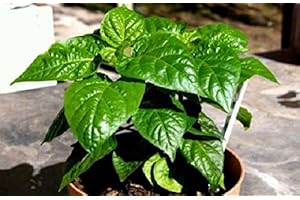 Authentic Jamaican Scotch Bonnet Pepper Plant