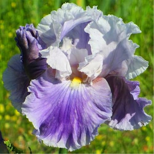 Bulbos de iris/iris reticulata/iris germanica bulbos/Se puede plantar en cuatro estaciones para crear un hermoso jardín.-4Bulbos-A