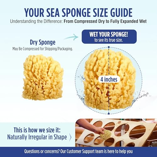 Image of Baby Buddy Baby Bath 4in Yellow Sea Sponge, Absorbent Natural Sea Sponge, Soft on Tender Skin, Biodegradable, Hypoallergenic, Bath Accessories for Bathing, 3 Pack