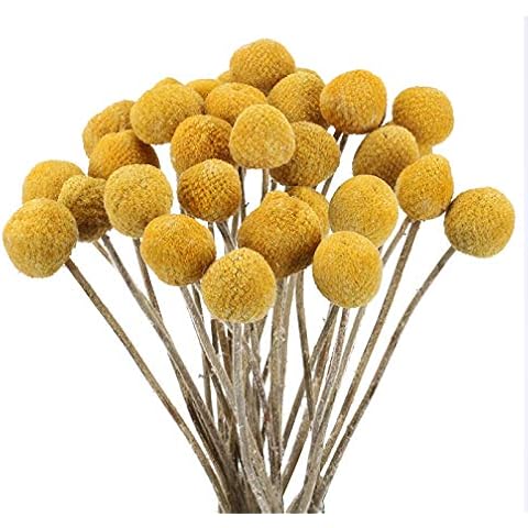 HUAESIN 30Pcs Dried Craspedia Flowers Billy Button Balls Floral Bouquet Artificial Yellow Craspedia Ochre Dried Flowers for Home Kitchen Bedroom Table Desk Flower Arrangements Decorations Cover