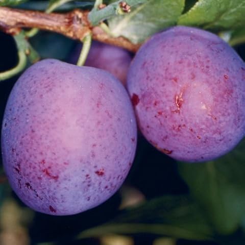 Tree Seeds Online - Plum, Pear, Damson, Cherry and Wild Cherry. Collection 1 Pack Cover