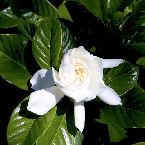 Gardenia Plant (1G), Cape Jasmine Plant Outdoor Plants, Fresh Flowers for Delivery Prime, Live Plants Indoor Plants Live Houseplants, Gardenia Plants Live House Plants Indoors Live by Plants for Pets - Thumbnail 2