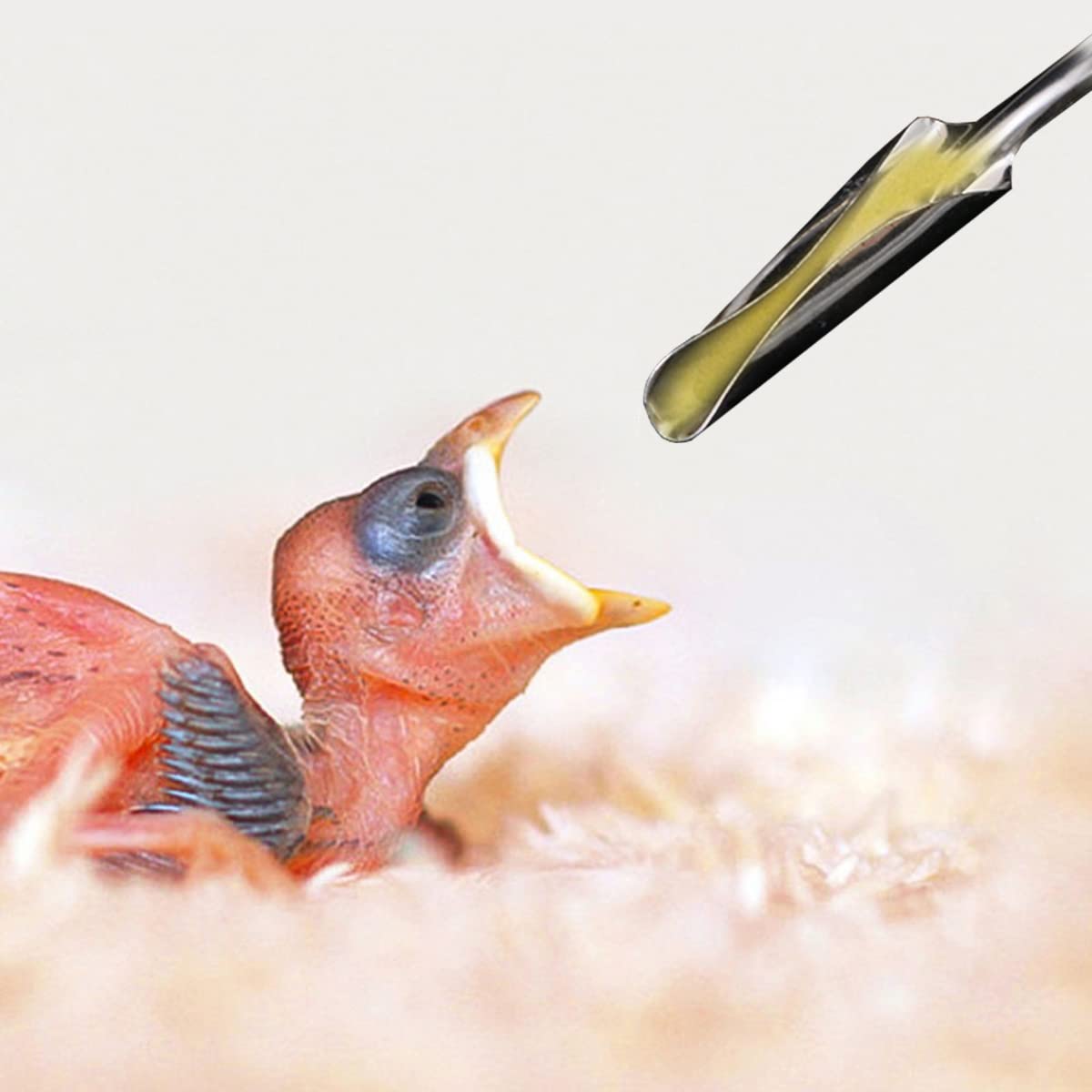 2 pezzi Siringa di Alimentazione Tubi di Alimentazione per Uccellini Siringa di Alimentazione Manuale per Pappagallo Baby Bird Parrot Siringa Manuale per Latte e Medicine per Uccellini Malati
