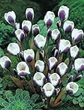 25 Botanische Krokusse chrysanthus Prins Claus Blumenzwiebeln Crocus
