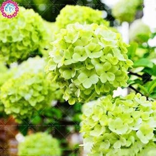 Swans Green 6: 10 Pc/Bag Hydrangea Seeds Rare China Climbing Hydrangea Perennial Garden Flower Seeds Outdoor Flower Seeds Bonsai Pot 6: Only Seeds