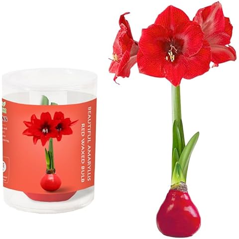 Red Waxed Amaryllis Bulb Easy Care No Watering Christmas Day Amaryllis Cover