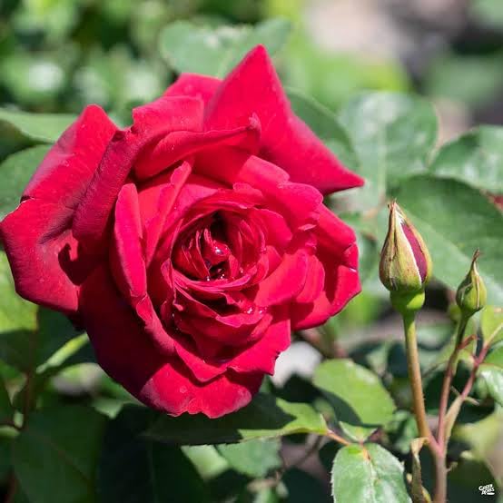 See full amazon price history chart for King Of Rose - Flowering Plants – Exotic Flora Red Rose Flower Tree Plant Live Desi Red Rose Plant for Home Garden Live Plant King Of Rose - Flowering Plants – Exotic Flora Red Rose Flower Tree Plant Live Desi Red Rose Plant for Home Garden Live Plant (B0CV1B2RJ8) Amazon Price History, Amazon Price Tracker