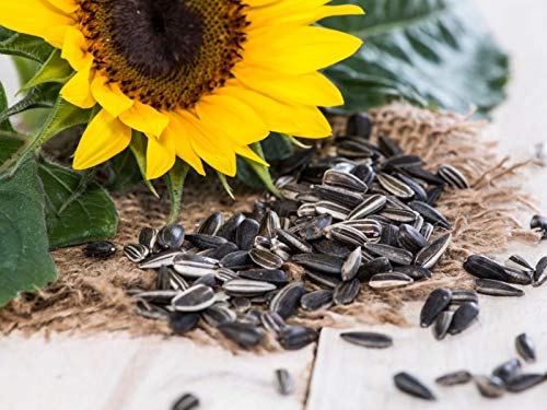 AVI Crave Sunflower Seeds for Birds(1000 grms) (B07KN5BTTW) Amazon Price History, Amazon Price Tracker