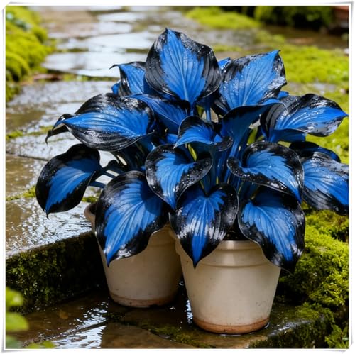 Otoño o primavera Excelente para plantar en interiores o exteriores-En maceta,Rizomas de Hosta -Fácil de cultivar. -4 Rizomas-C