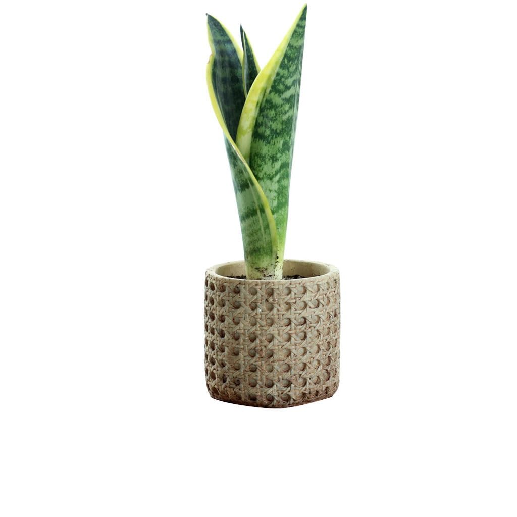 Gelasige One Color Flower Pots Desktop Flower Pots, Light Luxury Cement Flower Pots, Retro Cement Flower Pots With Drainage Holes Outdoor Flower Pots(M)