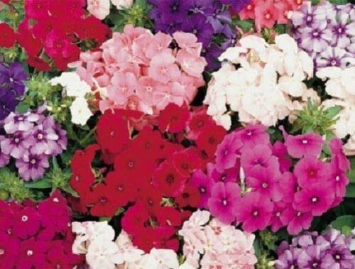 30+ Petticoat Dwarf Mix Phlox/Fragrant Shade Loving Perennial