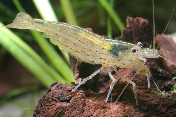 10 Amano Premium High-Grade Caridina Freshwater Aquarium Shrimp Live