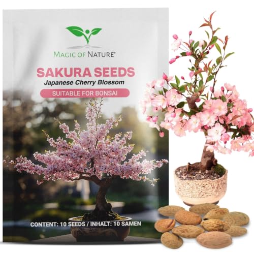Magic of Nature: Semillas de Cerezo Japonés (10 Uds) Bonsái - Sakura Rosa | Sueño de flores para el jardín - Ideal para cultivar un árbol perenne