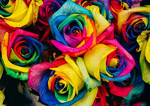 Rasnodda Rainbow Color Rose Seeds For Planting|Hybrid Rare Rose|Bush Perennial Shrub Garden Decoration（100Pcs） #TOP2