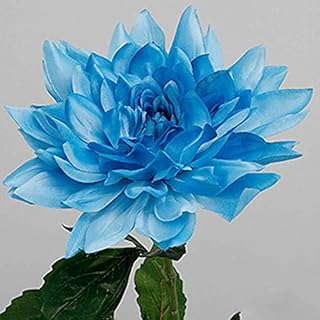 2 Pcs Blue Dahlia Bulbs - Blue Fireball Dahlia - Decorative Dahlia - Perennial - Fragrant Flower Plants