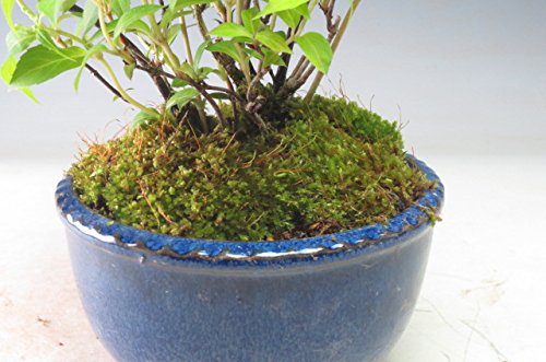 Amazon.co.jp: 花芽付き！山アジサイ（瀬戸の月）の鉢植え 2026初夏