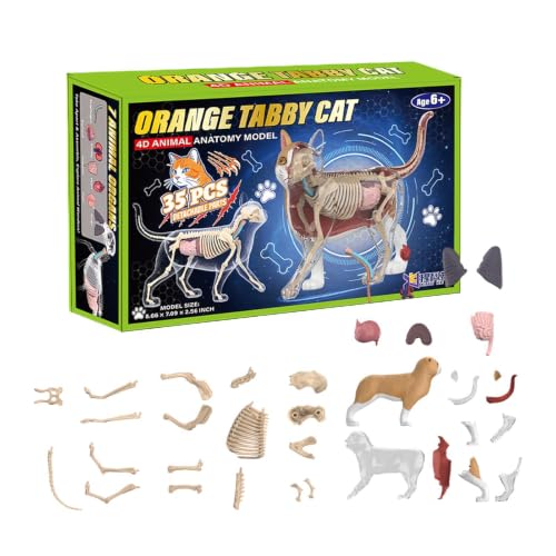 Modelo de anatomía del gato 4D con réplica exacta de órganos internos