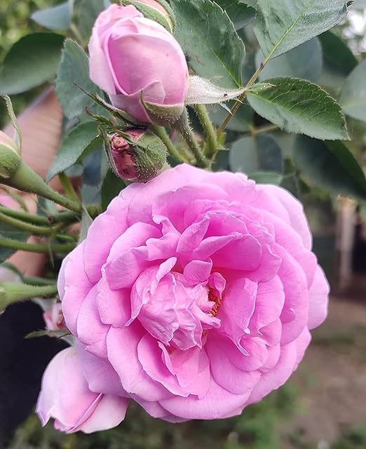 VAMSHA NATURE CARE Desi Pink Rose Plant Live Pink for Outdoor Gardening (Pack of 1) (B0CPFXWKZ8) Amazon Price History, Amazon Price Tracker