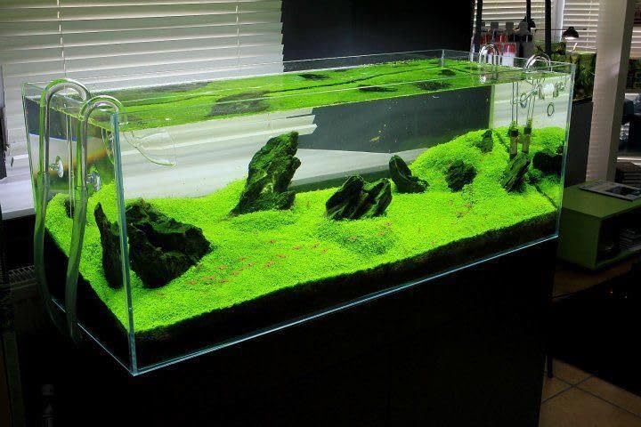 Image of Fish Tank Grass Seeds | Aquarium Grass Seeds for Home & outside (Pack of 100 seeds)