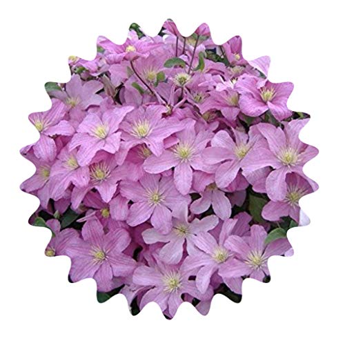 Waldrebe auch Klematis genannt/ca. 50 Samen/Schöne Farben Cover