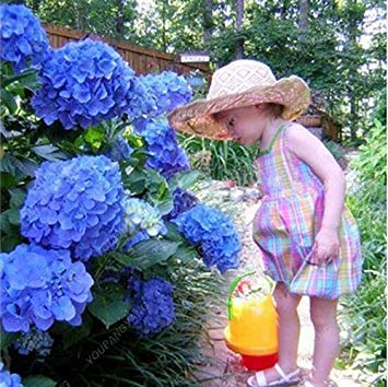 Graines d'Hortensia Hortensia bleu Graines de fleurs d'Hortensia de Chine Graines de bonsaï pour plantes de jardin à la maison Jaune clair Paquet de 500 graines