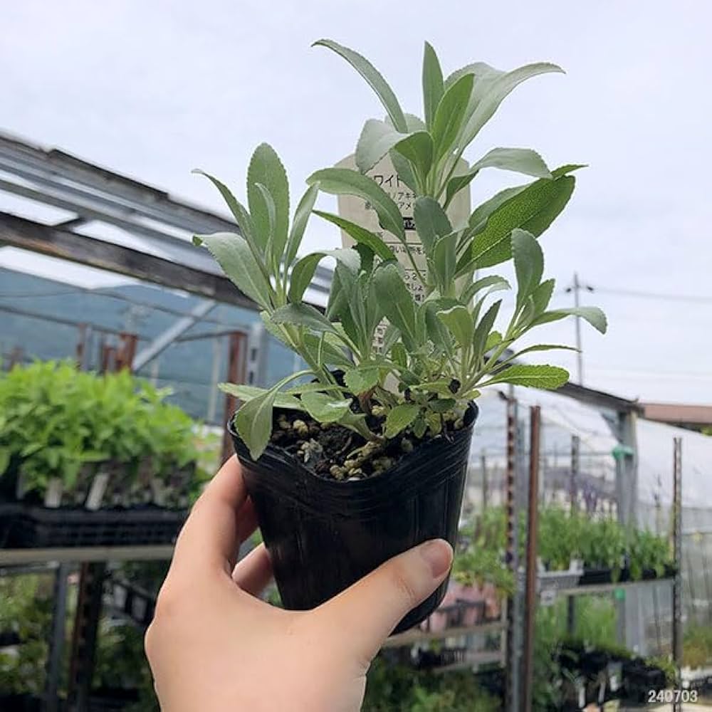 ほわいとせーじ☘️マッサージモイスチャーシャンプー各IF 1計3 ほわいとせーじ☘️マッサージモイスチャーシャンプー各IF 1計3