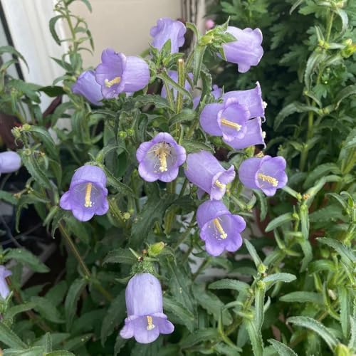 Semillas de campanilla - de balcón Campánula mediana - para lugares soleados Las de jardín son perennes resistentes jardín 600pcs