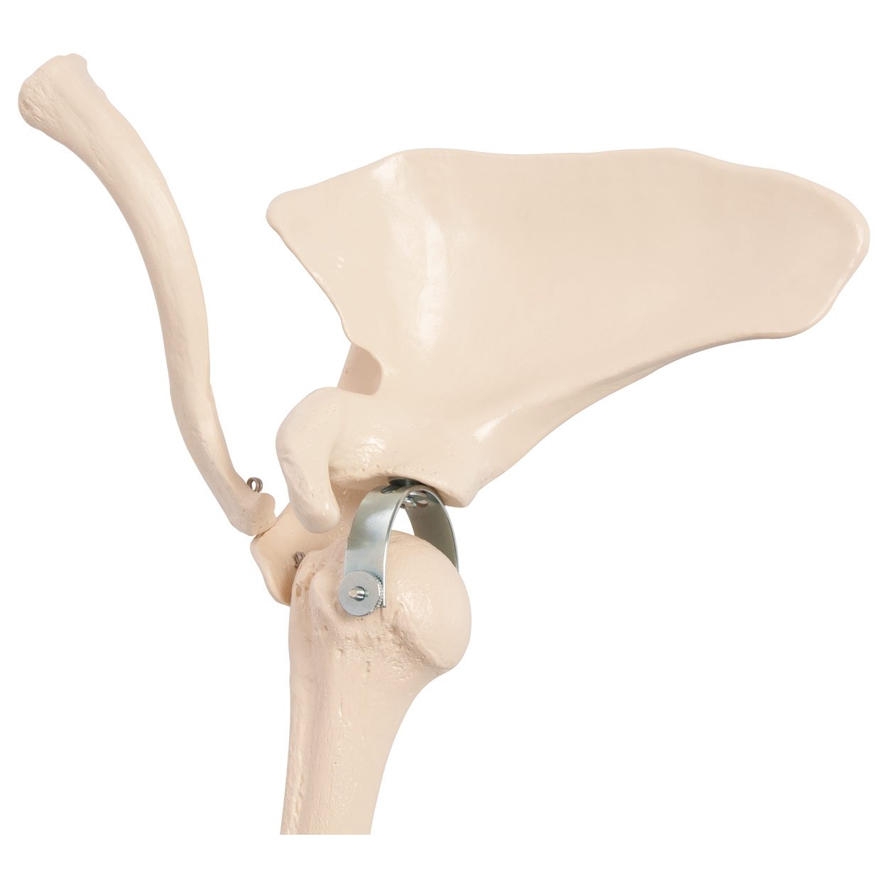 Bewegliches Armskelett mit Hand und Schulter, Anatomie Modell, Lehrmittel