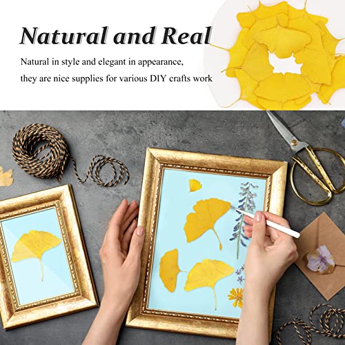 Hojas secas de Ginkgo para manualidades 42 piezas miniatura 4