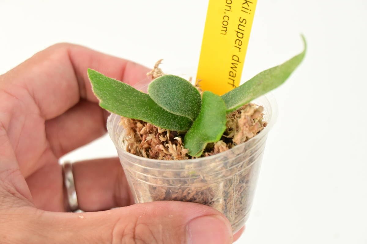 Amazon.co.jp: P.willinckii super dwarf 'Bacteria'⑥ @bikamori.com