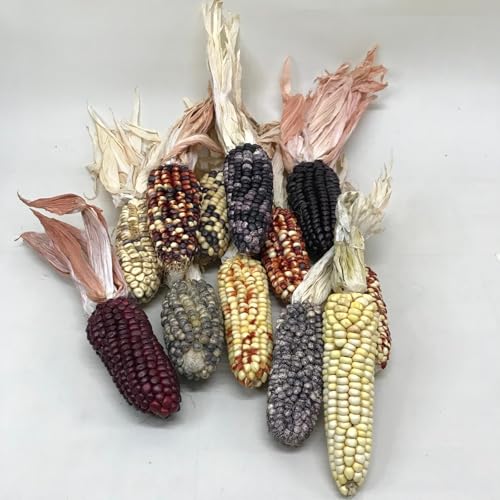 Mazorcas de Maiz Naturales Mini Deco 10 unidades PORTES GRATIS