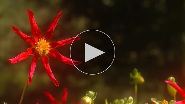 Amazon.com: Nature DVD - Four Seasons Spring - Garden and