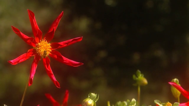 Amazon.com: Nature DVD - Four Seasons Spring - Garden and