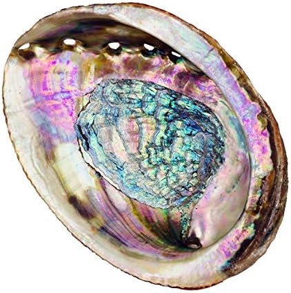 Alternative Imagination Standard Abalone Shell, 5 Inches or Larger. Perfect for Holding Incense, Trinkets, and More