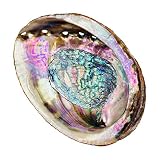 Alternative Imagination Standard Abalone Shell, 5 Inches or Larger. Perfect for Holding Incense, Tri