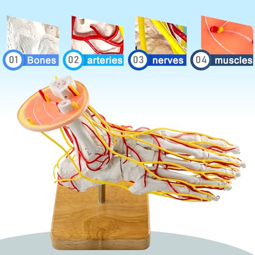 Image of Foot Vascular Arterial Model, Foot Model, Human Size Foot Skeletal Model with Arteries - Detailed Anatomical Structure for Medical Research and Patient Education