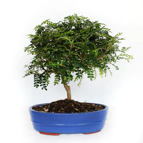 KENTIS - Bonsái Zanthoxylum Piperitum - Bonsái Pimienta de Sichuan - Plantas Reales de Interior y Exterior - Altura 30-40 cm Maceta Ø 26 cm