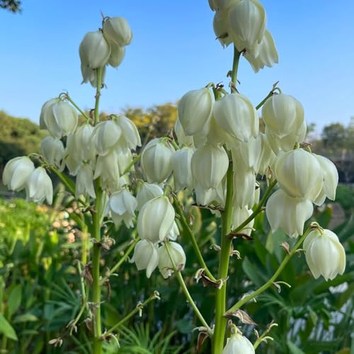 Semi di yucca palma giglio resistente semi di balcone perenni resistenti palma yucca arbusti, resistenti all'esterno in vaso, siepi e arbusti 10pcs