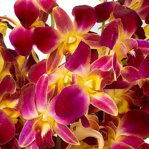 Generic 10SNWV Fresh Cut Orchids Flowers Bouquet thumb #7