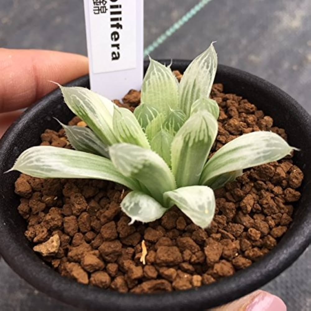 ハオルチア ピリフェラ RIB0136 多肉植物 Amazon.co.jp: 多肉植物