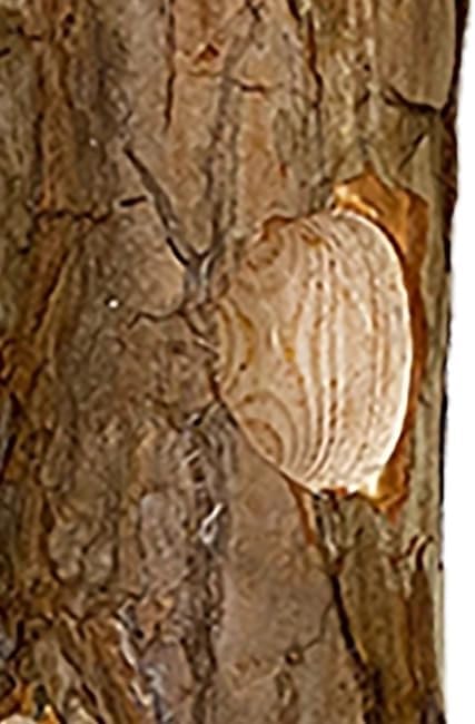 Prime Retreat Cedar Suet Log Feeder Hanging Bird Feeder with 3 Suet Plug Holes, Natural Wood Bird Feeder for Wild Birds, Outdoor Hanging Feeder for Woodpeckers Chickadees