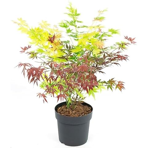 Acer Tricolour Japanese Maple Tree Trio Cover