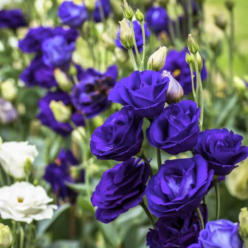 YOKEBOM Dark Blue Lisianthus Live Plant